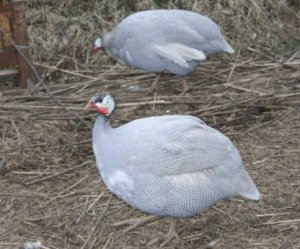 Голубая цесарка