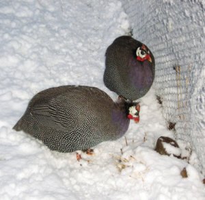 Цесарки зимой