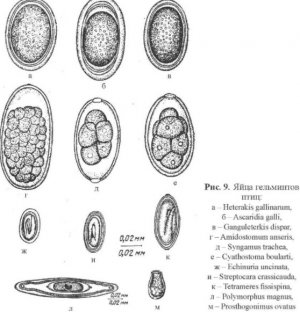 Яйца гельминтов птиц