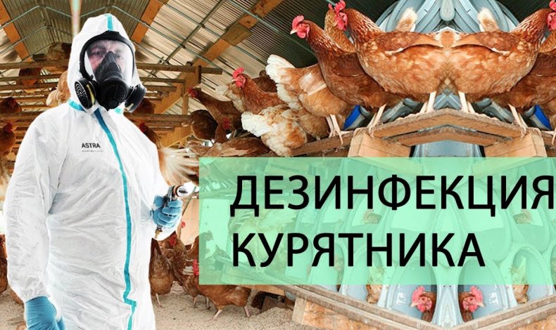 Дезинфекция курятника