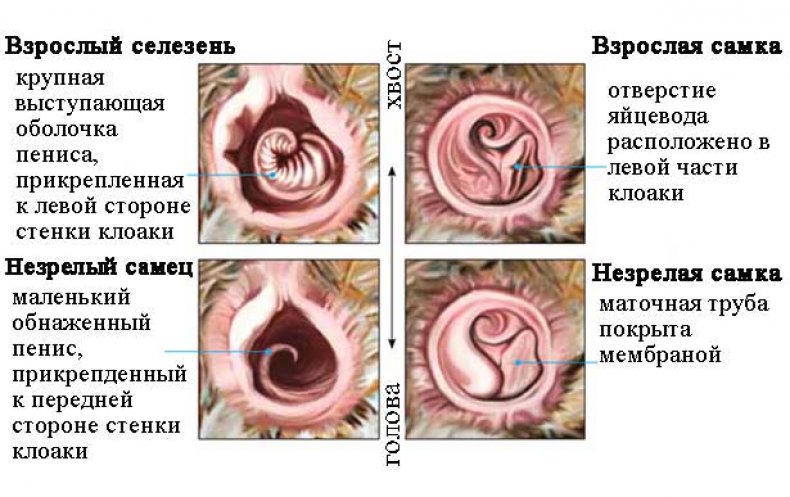 Японский метод определения пола