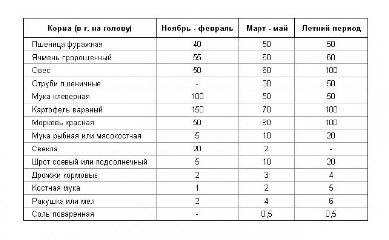 Кормление взрослых гусей