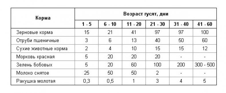 Кормление гусят