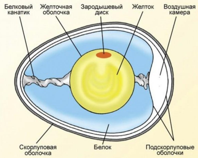 Яйцо