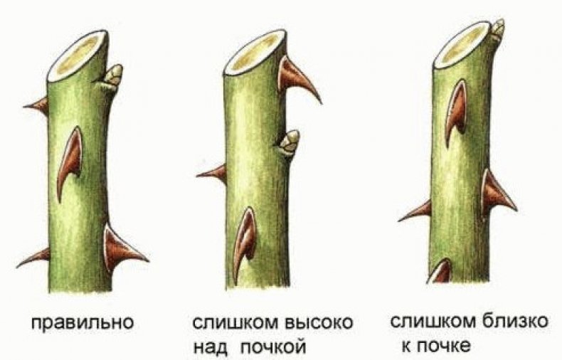 Правильный срез