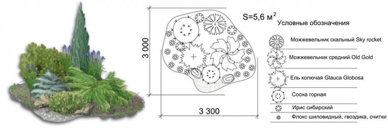 Схема миксбордера с горной сосной