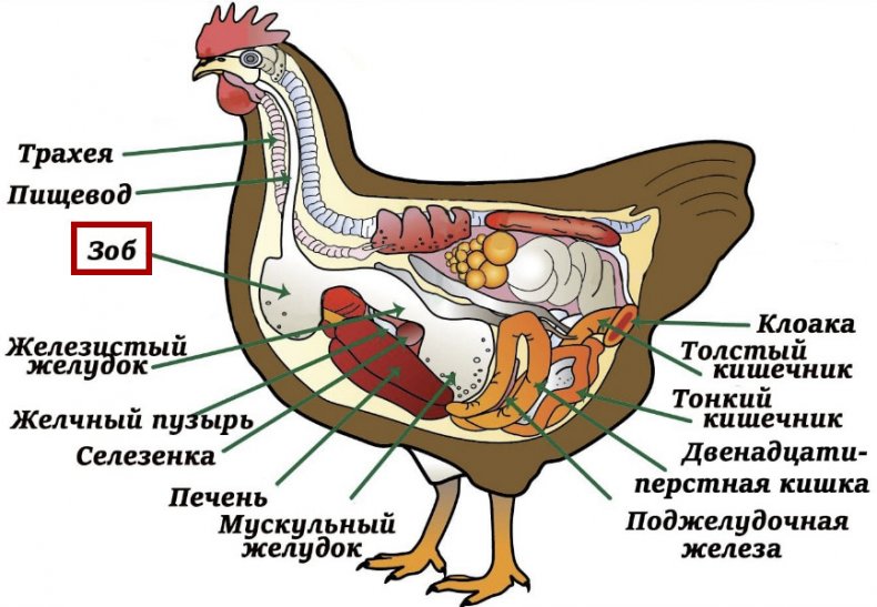 Зоб