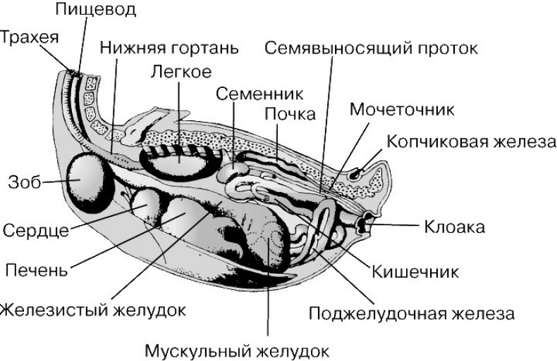 Строение тела утки