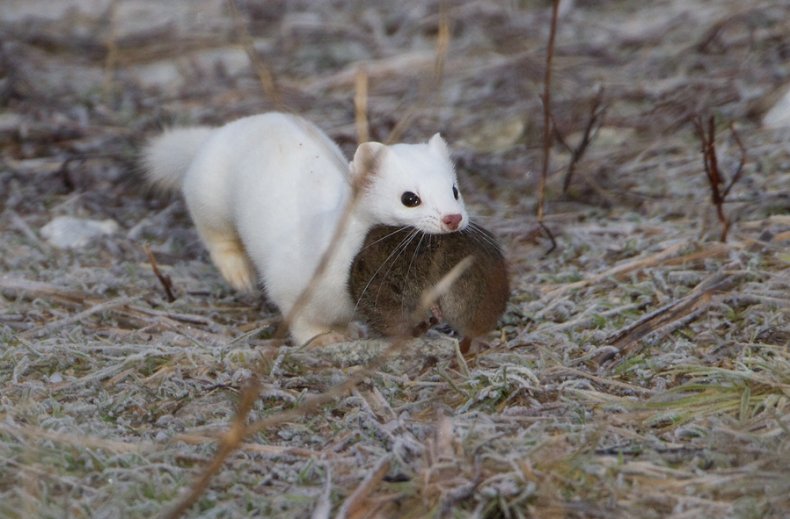 Ласка