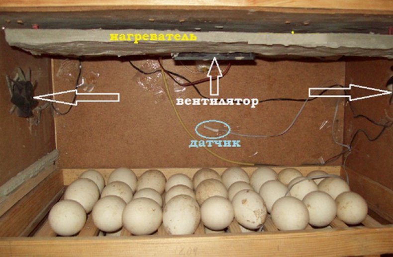 Вентиляция в инкубаторе