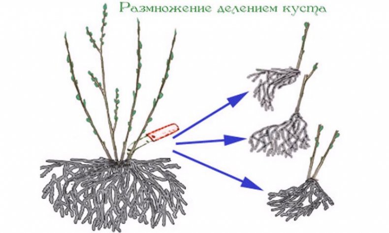 Деление куста