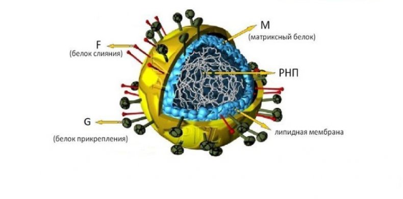 Метапневмовирус