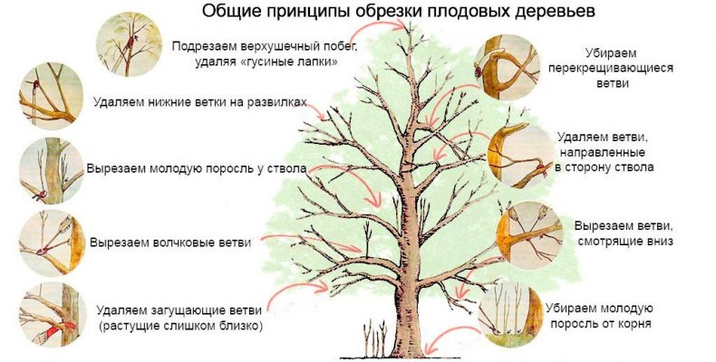 Обрезка плодовых деревьев