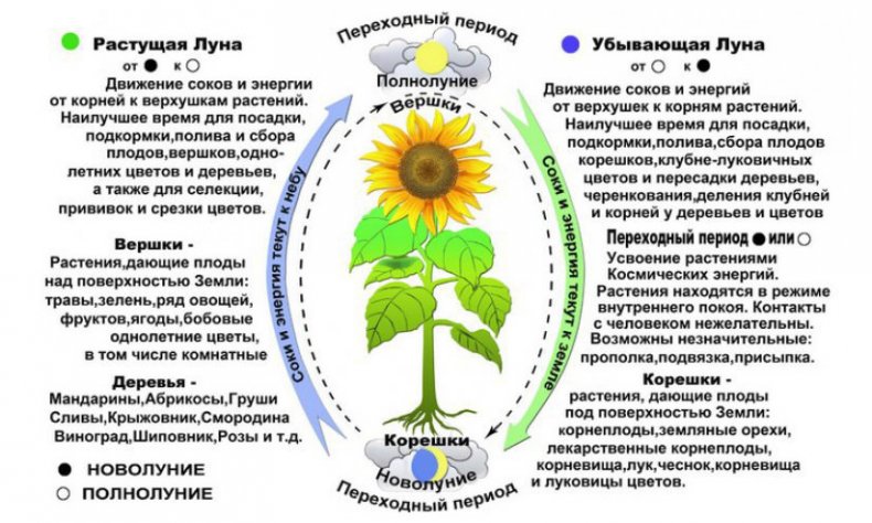 Влияние Луны на растение