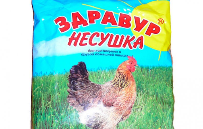 Здравур несушка