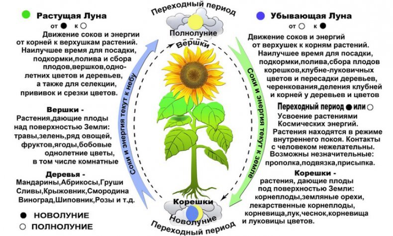 Влияние фаз луны на растения и урожайность