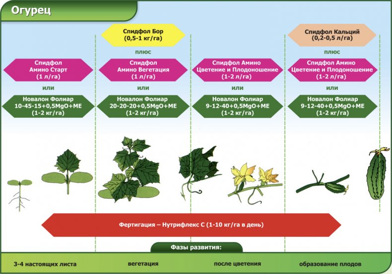 Этапы подкормки огурцов