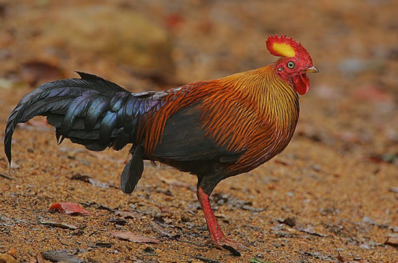 Gallus sonneratii