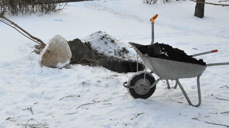 Пересадка плодового дерева в январе