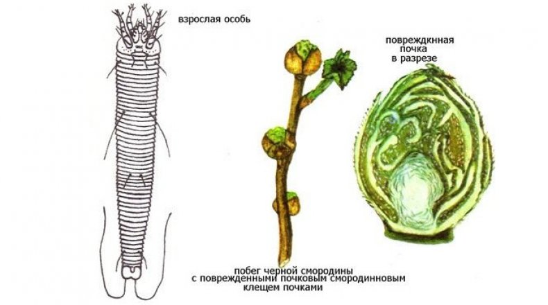 Почковый клещ