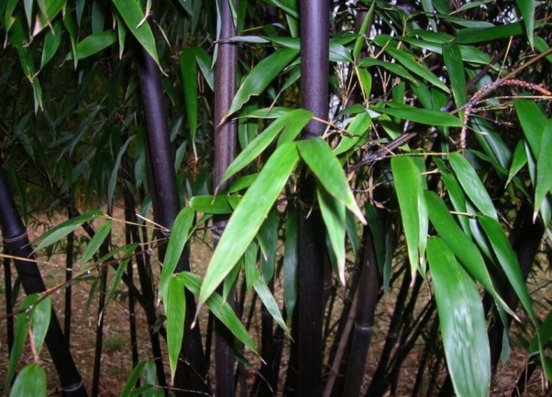 Phyllostachys nigra