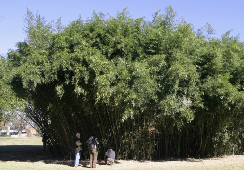 Phyllostachys bissetii