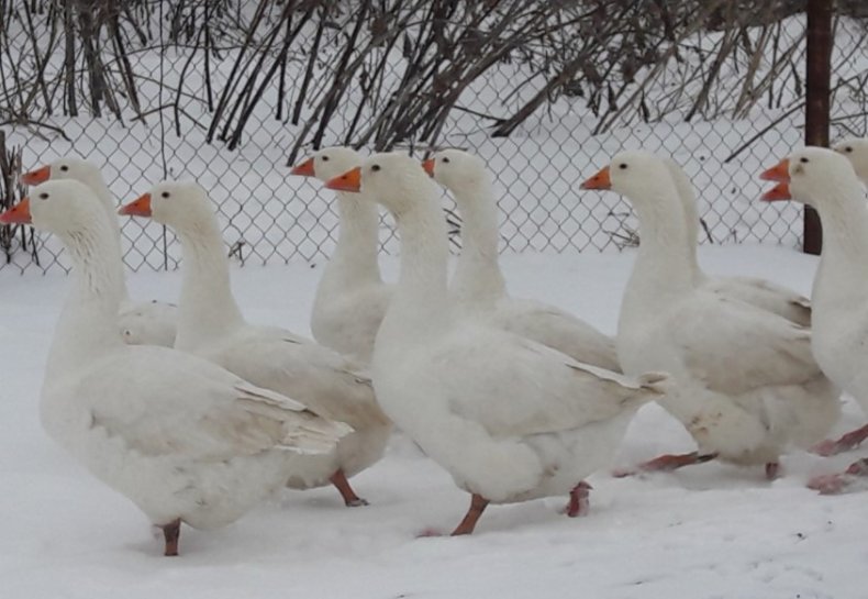 Гуси венгерские белые