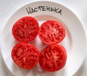 «Настенька»