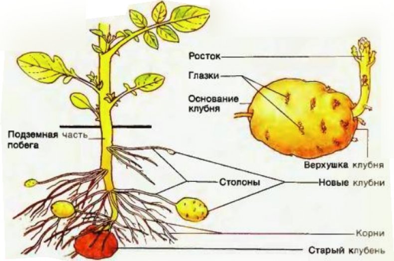 Картофель