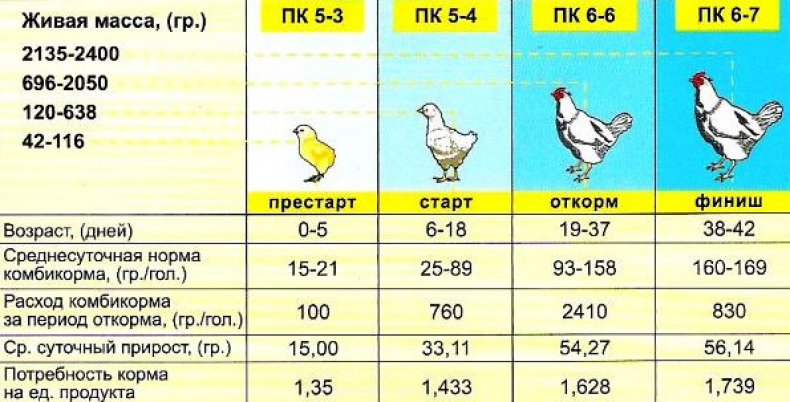 Правила кормления бройлеров в домашних условиях