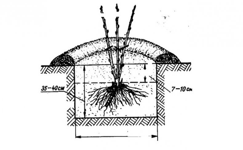 Посадка крыжовника