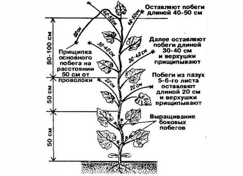 Пасынкование огурцов