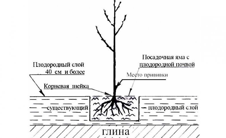 Схема посадки черешни