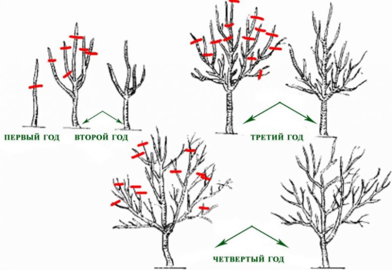 Схема обрезки деревьев