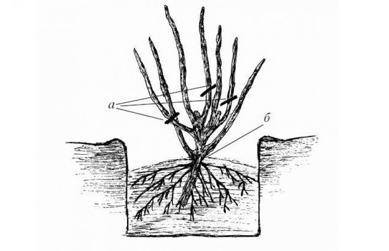 Посадка смородины