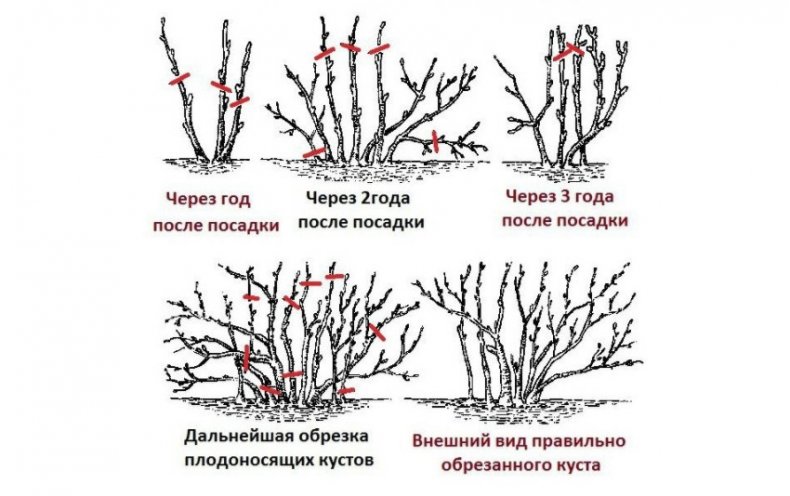 Схема обрезки смородины