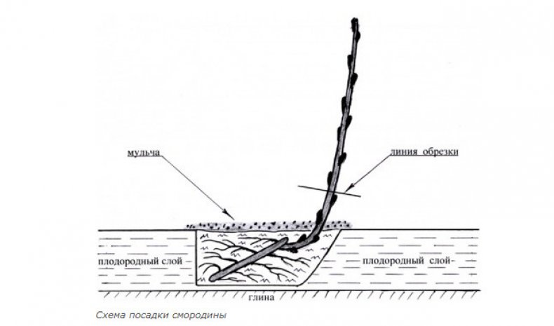 Схема посадки черной смородины