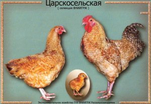 Царскосельская породная группа