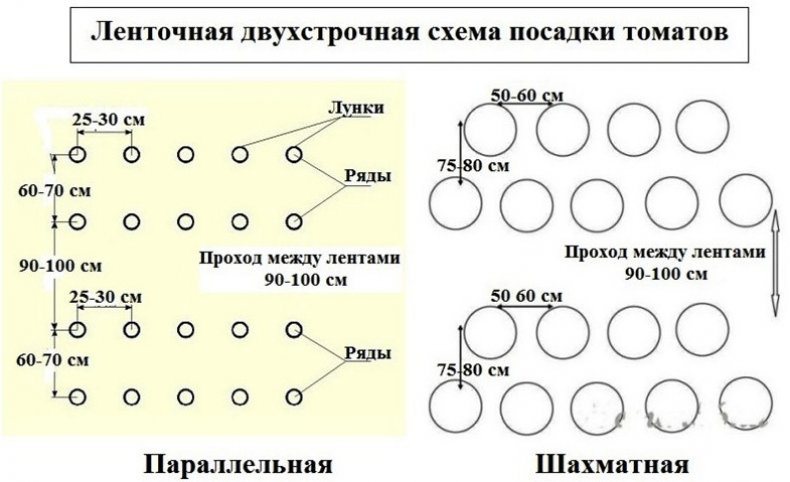 Схема посадки томатов