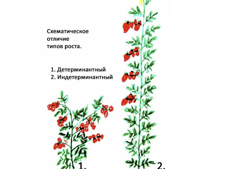 Схематическое отличие типов роста