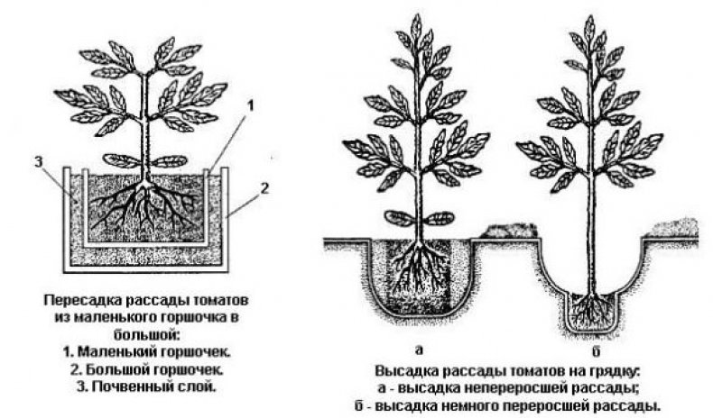 Высадка рассады в грунт