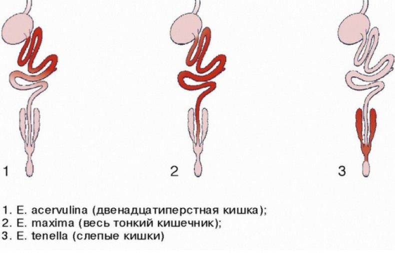 Кокцидиоз у кур