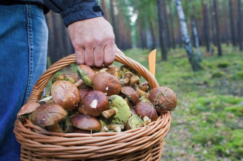 Сбор грибов