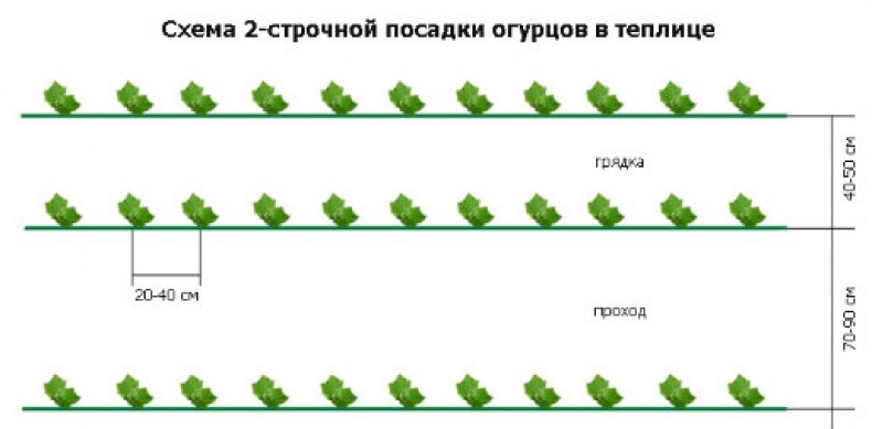 Схема посадки огурцов