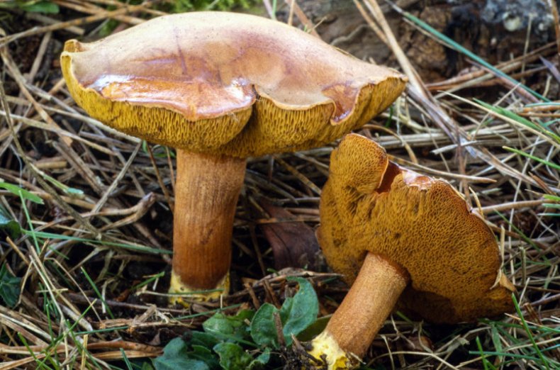 Chalciporus piperatus