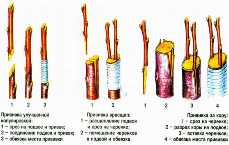 Прививка деревьев