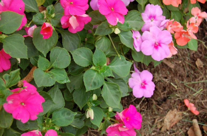 Impatiens Walleriana