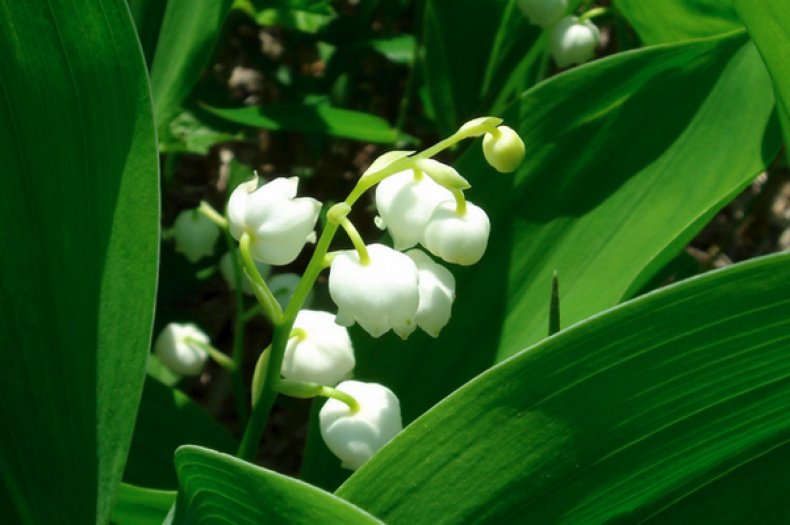 Convallaria majalis keiskei