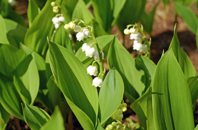 Convallaria majalis