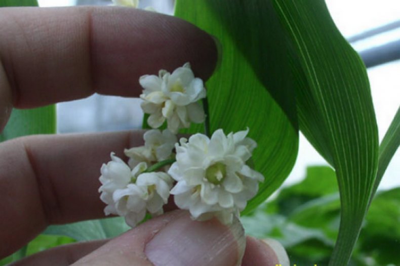 Convallaria majalis transcaucasica